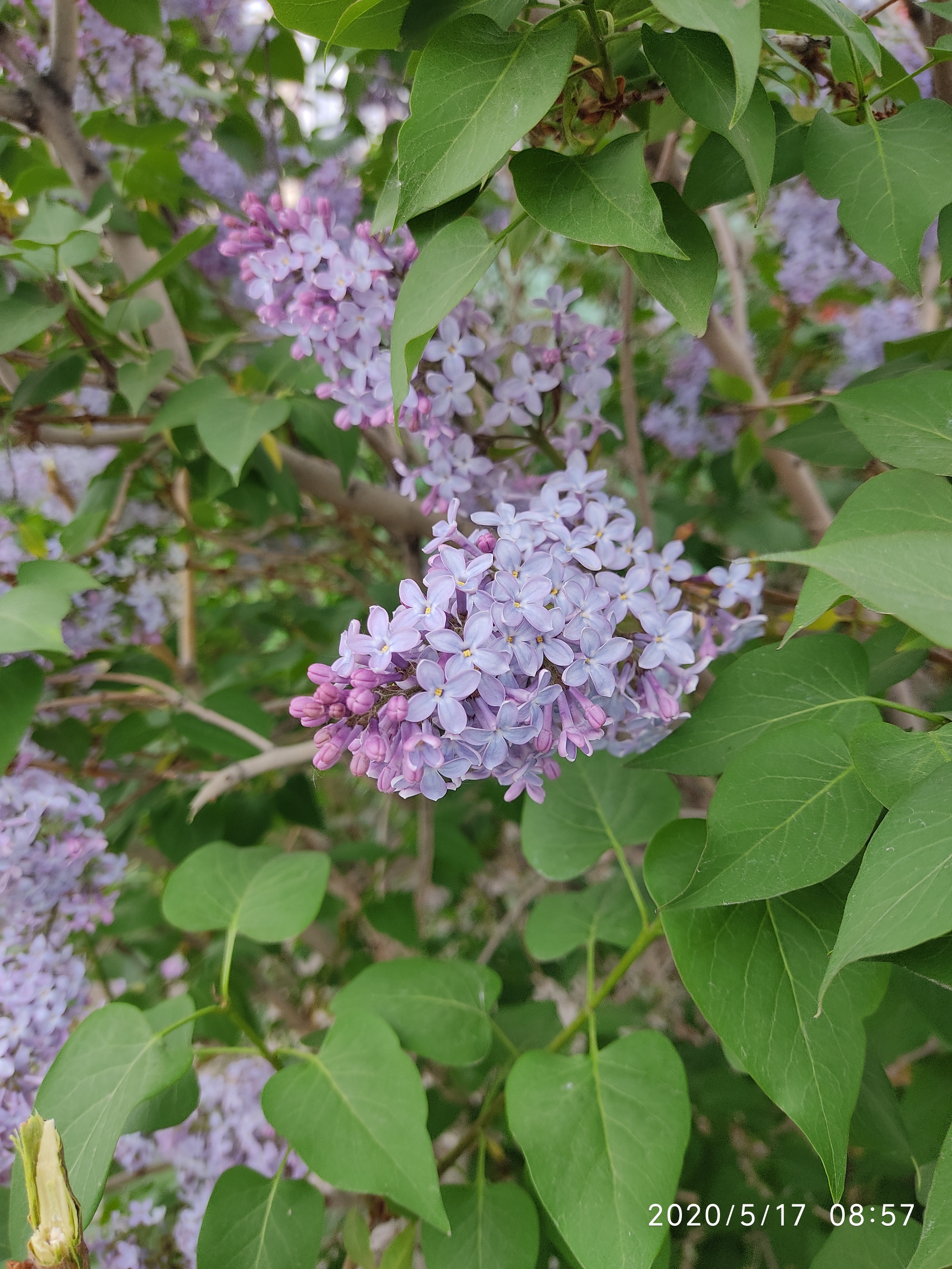 It's a pity that they bloom once a year - My, Flowers, Spring, Mobile photography, Longpost