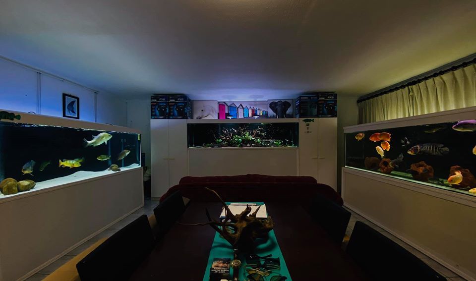 Not a bad place for self-isolation)) - Aquarium, Aquarium, Interior