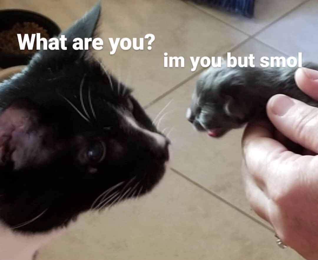 I'm you, only small - cat, Kittens, Animals, Milota