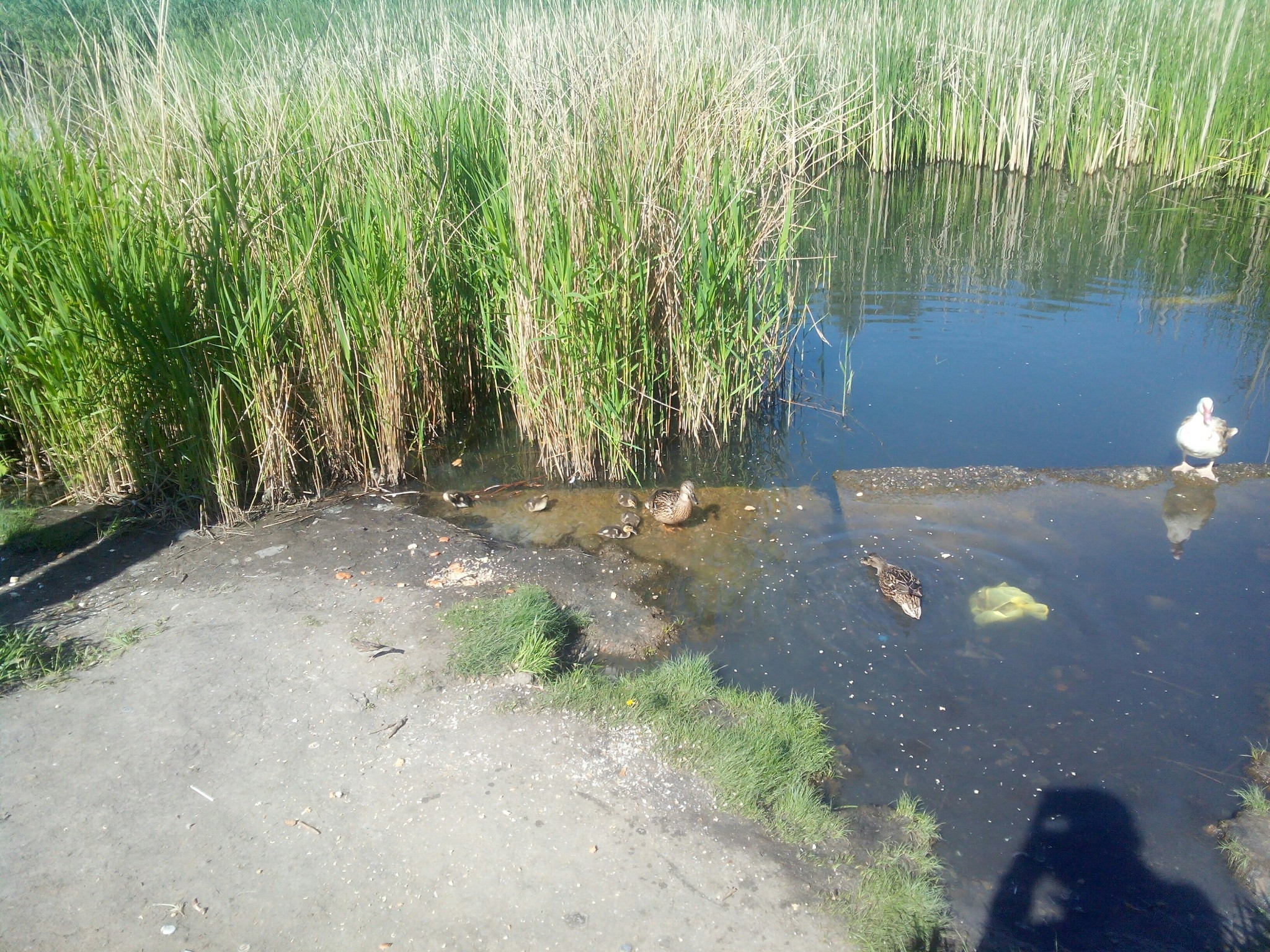 Another feeding - My, Animals, Wild animals, Ducklings, Wild ducks, Sparrow, Birds, River, Video, Longpost