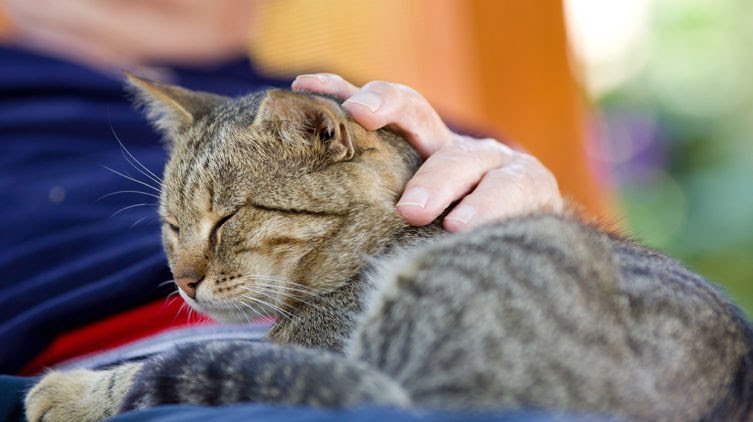 Погладь меня - Моё, Кот, Погладь кота, Толстые котики, Мяуканье