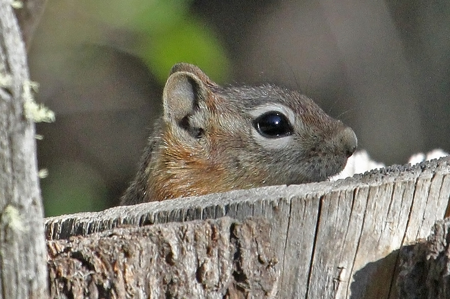 The most rare and unusual animals of Russia (photo) - Animals, Ecology, Nature, Longpost