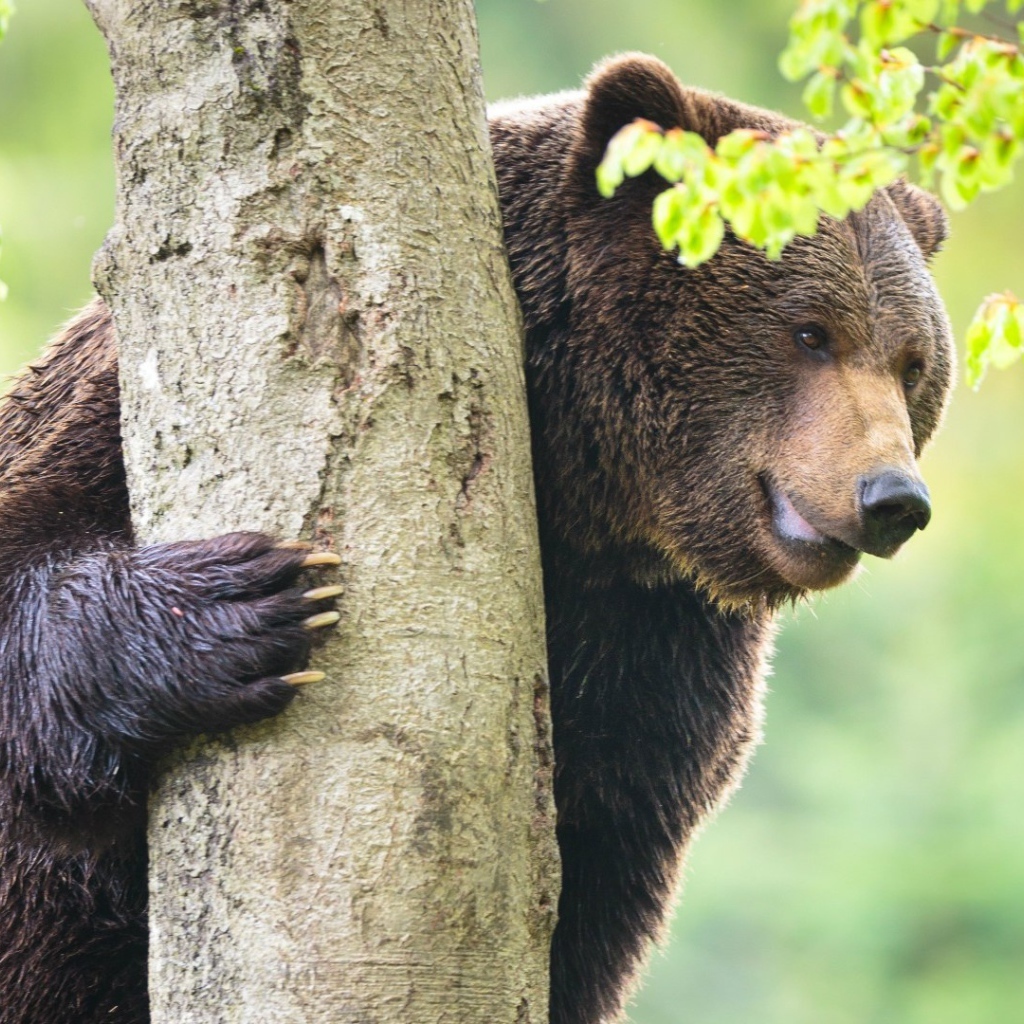 From behind a tree - The Bears, Tree, Memes, The photo