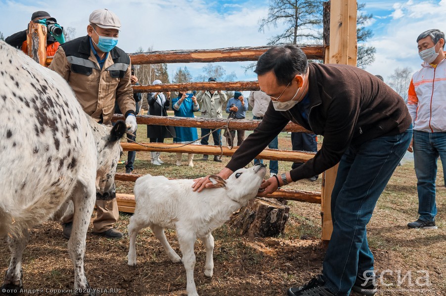 Head of Yakutia: “Restoring the population of Yakut cattle is one of the basic tasks of agriculture” - Yakutia, Сельское хозяйство, Aisen Nikolaev, Longpost