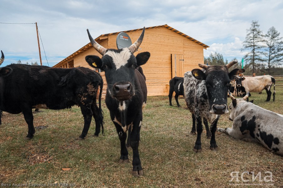 Head of Yakutia: “Restoring the population of Yakut cattle is one of the basic tasks of agriculture” - Yakutia, Сельское хозяйство, Aisen Nikolaev, Longpost