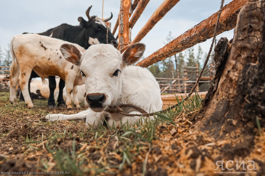 Head of Yakutia: “Restoring the population of Yakut cattle is one of the basic tasks of agriculture” - Yakutia, Сельское хозяйство, Aisen Nikolaev, Longpost