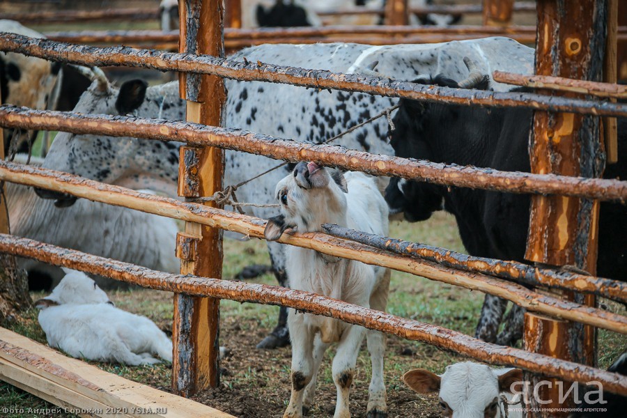 Head of Yakutia: “Restoring the population of Yakut cattle is one of the basic tasks of agriculture” - Yakutia, Сельское хозяйство, Aisen Nikolaev, Longpost