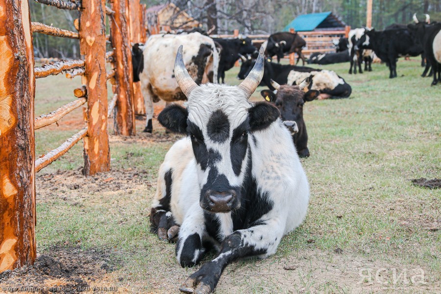 Head of Yakutia: “Restoring the population of Yakut cattle is one of the basic tasks of agriculture” - Yakutia, Сельское хозяйство, Aisen Nikolaev, Longpost