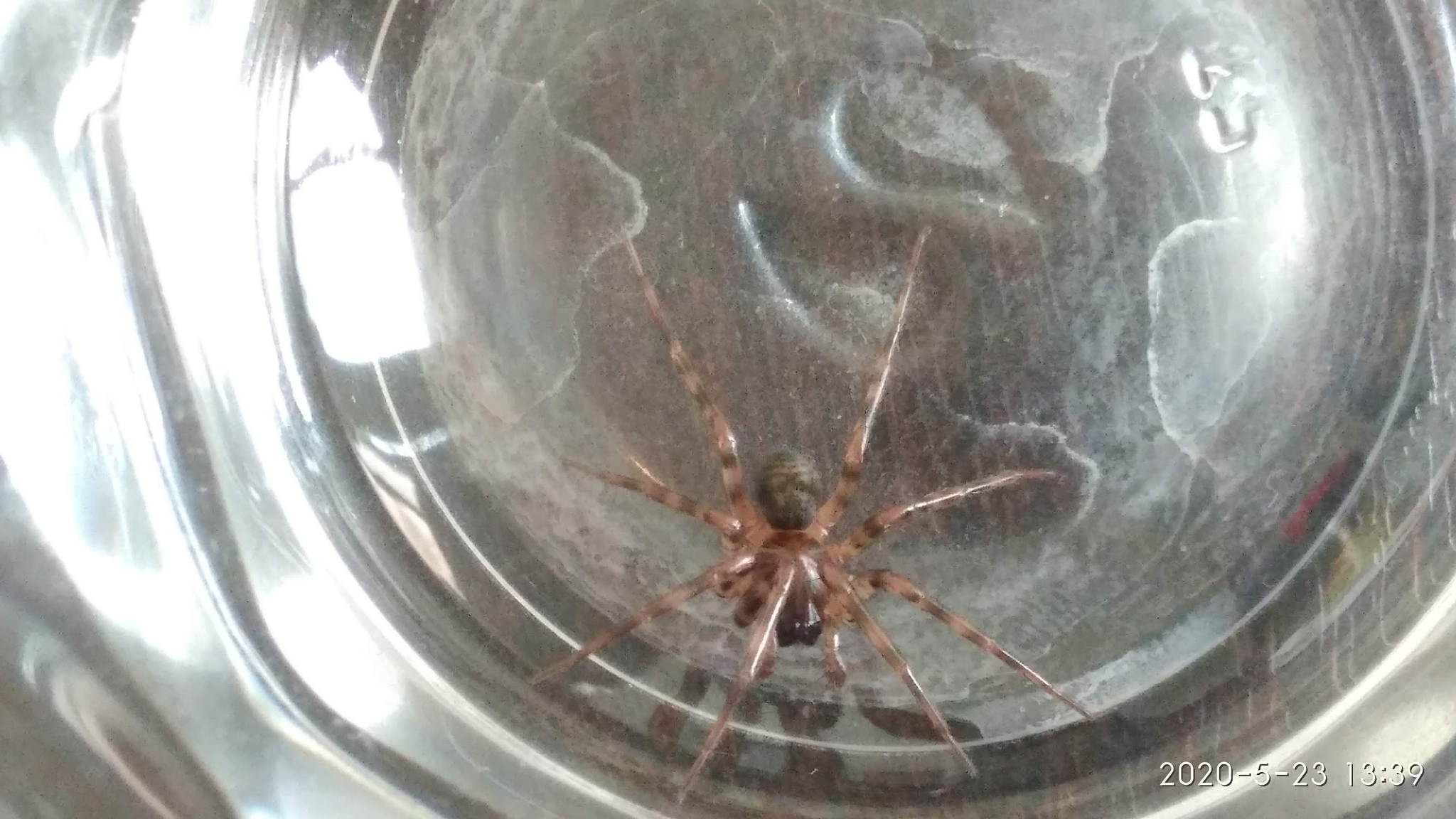 Who knows about spiders? - Spider, Who is this?, Longpost