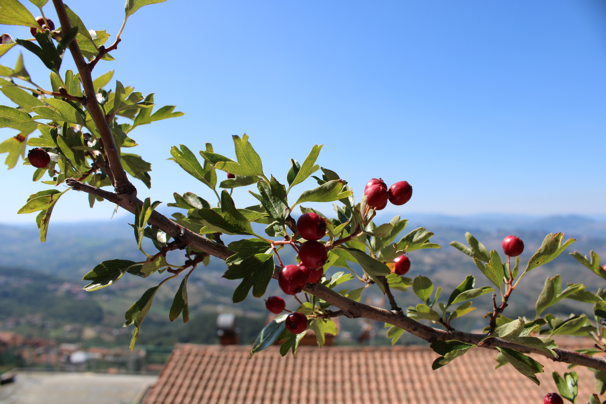 A little more flora for your feed - My, Flowers, Italy, Nature, Longpost