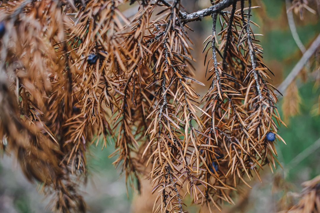 Another walk in the woods - My, Forest, Tatarstan, The photo, Nature, Longpost