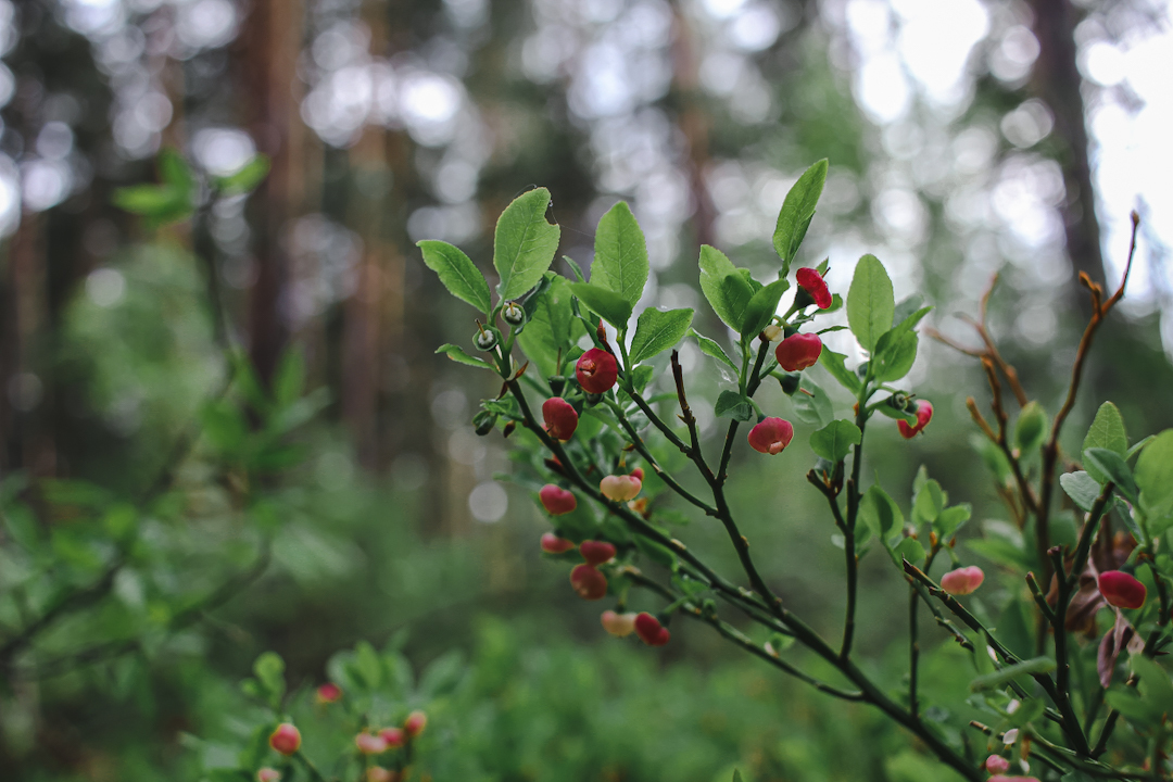 Another walk in the woods - My, Forest, Tatarstan, The photo, Nature, Longpost