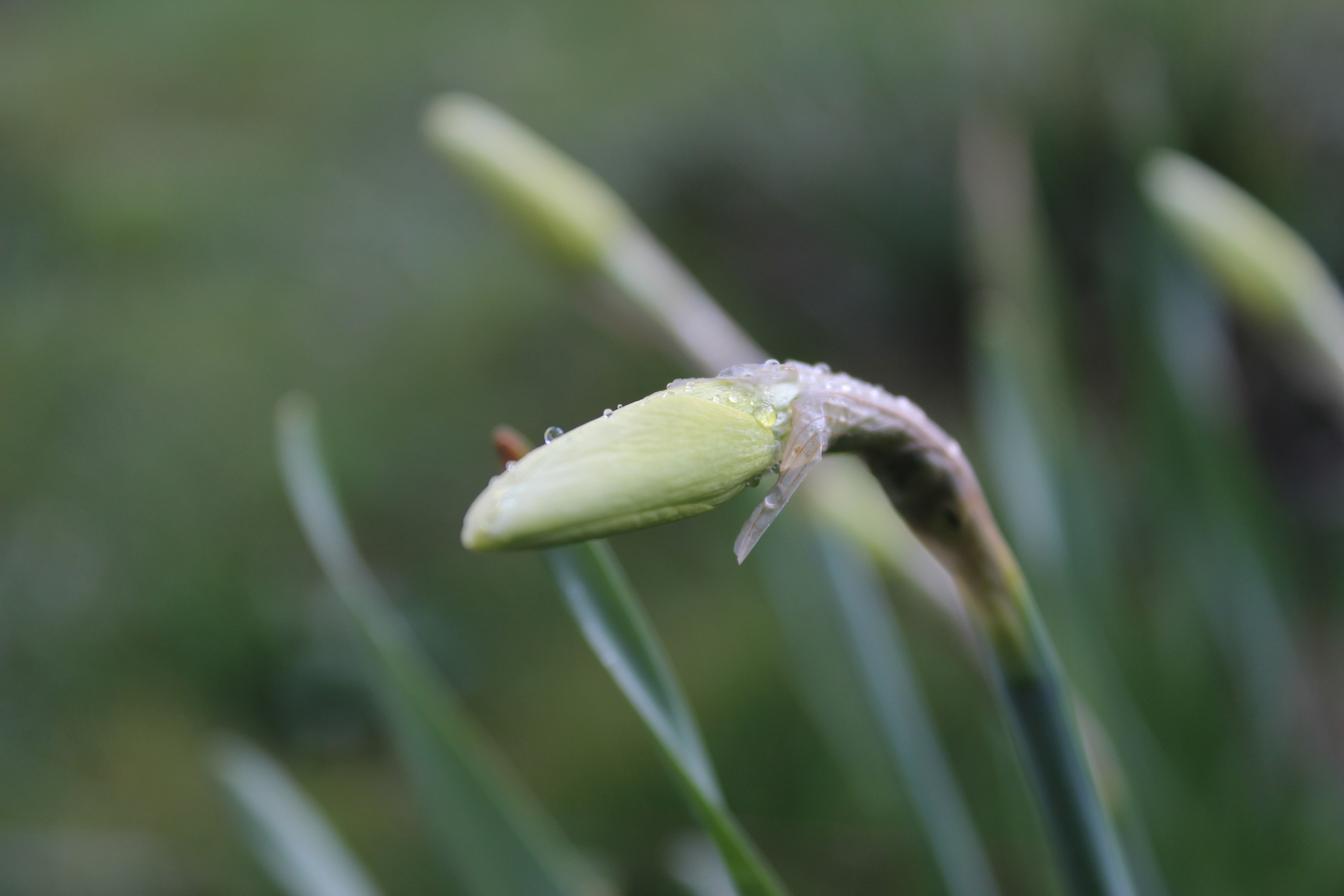 Spring outing to the dacha - My, Nature, Flowers, Rain, Longpost, I want criticism, The photo, Birds, Duck, Mallard duck