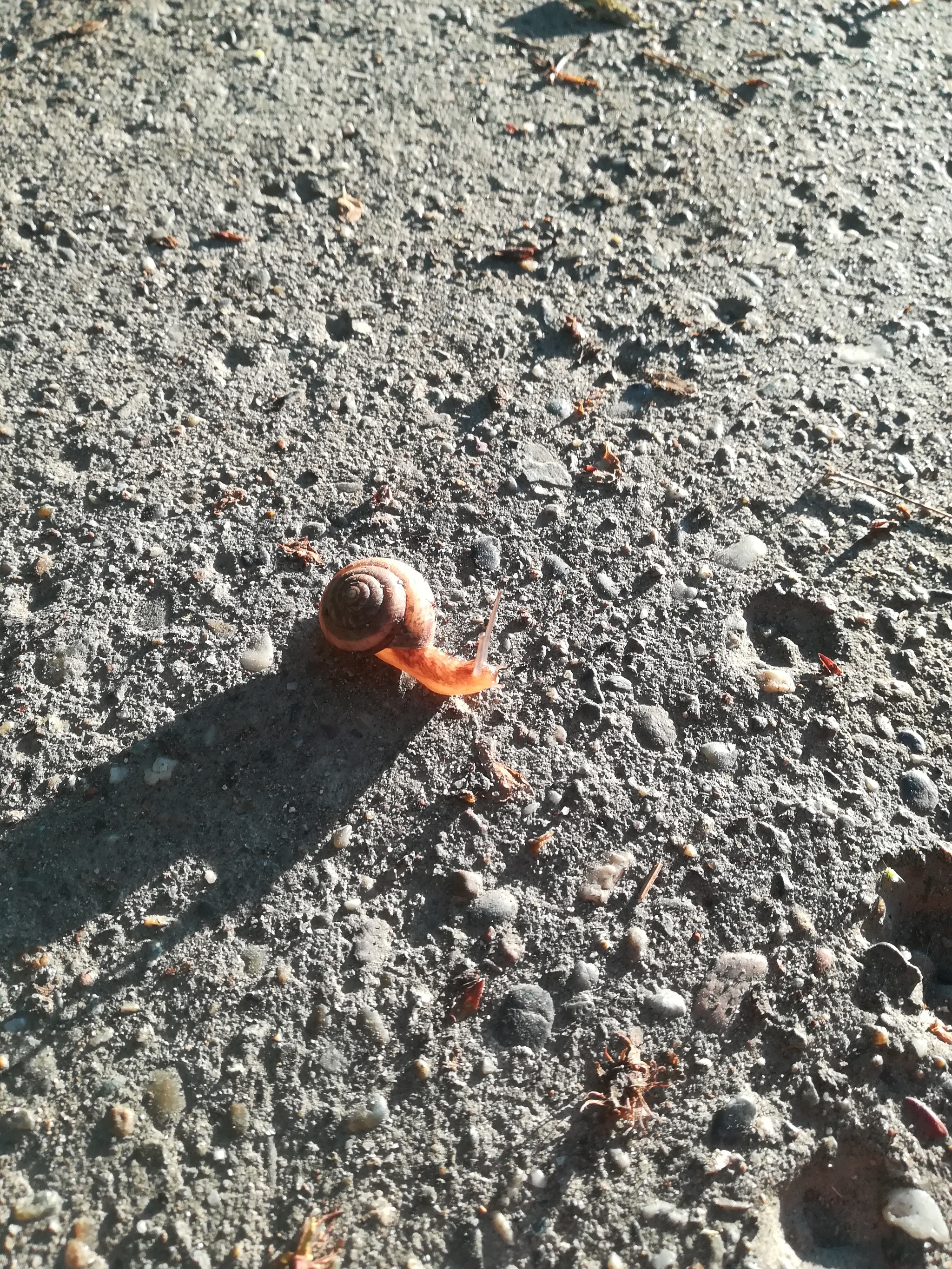 Mister Snail - My, Snail, Nature, Longpost