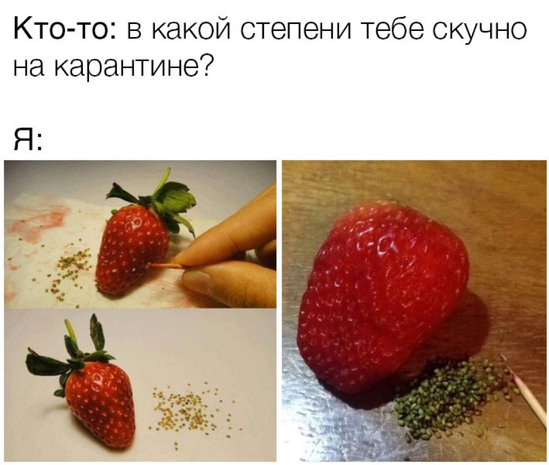 When a patient man has nothing to do - Strawberry (plant), Quarantine, Boredom