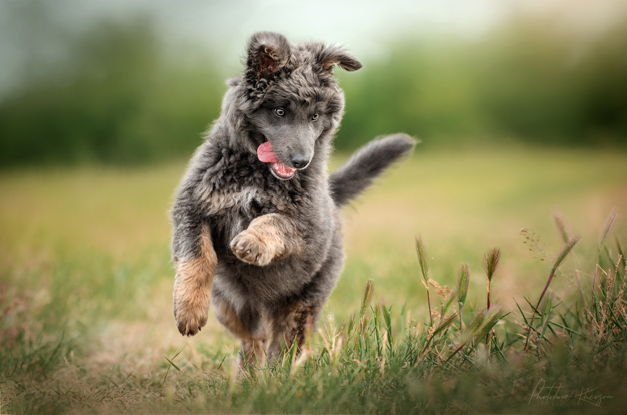 Dogs - Dog, Girls, Field, Longpost