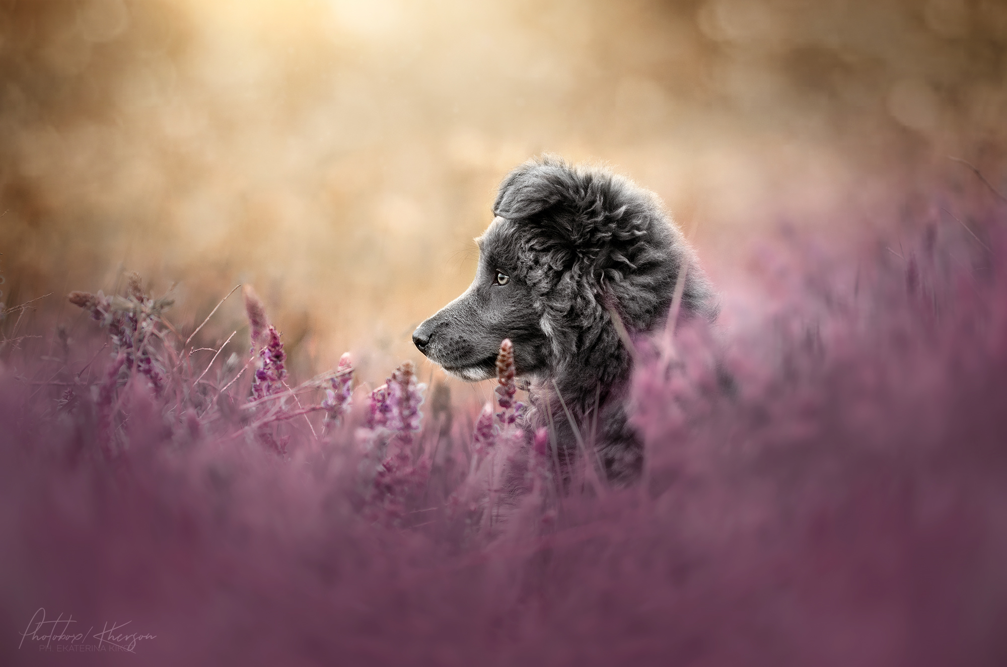 Dogs - Dog, Girls, Field, Longpost