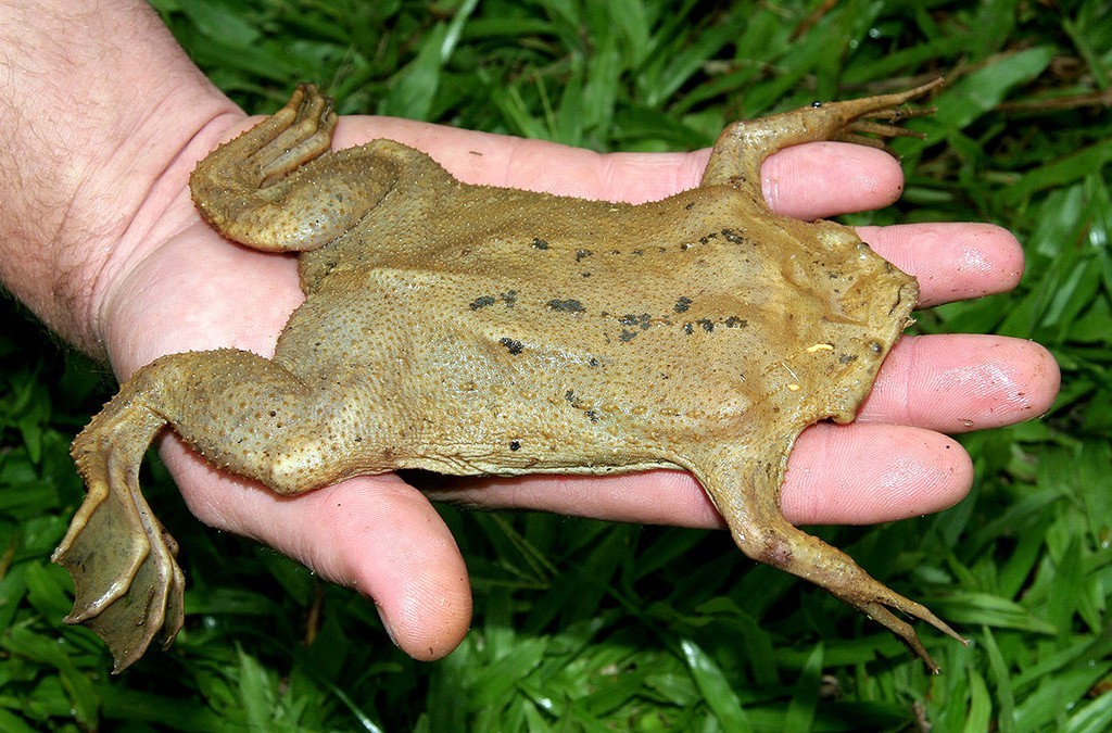 Trypophobic toad - Toad, Trypophobia, Hole, Amphibians, Interesting, Longpost