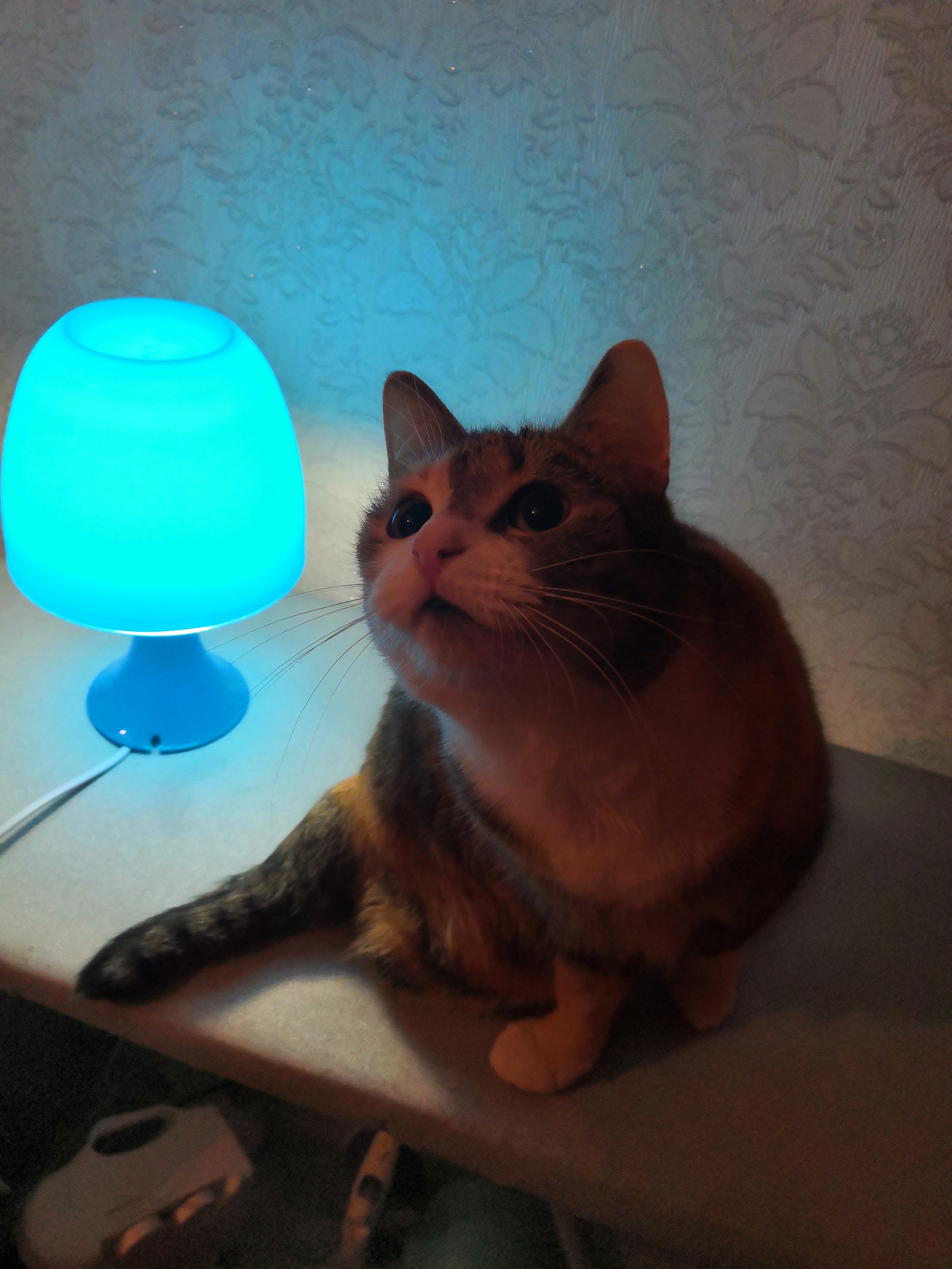 Our version of the cat and the lamp - Tricolor cat, Cat with lamp, Longpost, cat