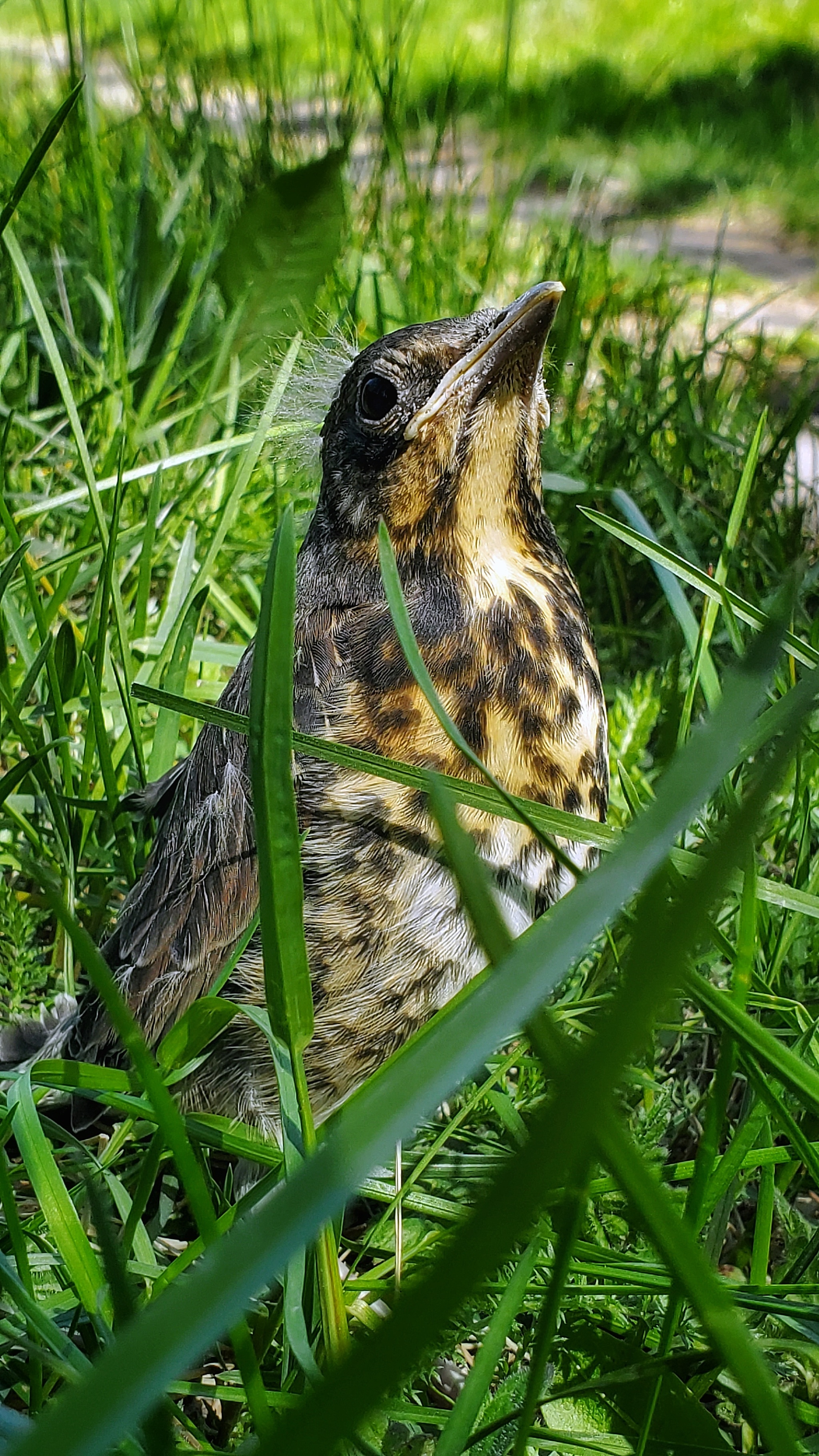 What kind of animal is in my yard every year? - My, The photo, What kind of bird?, Photo on sneaker, Longpost