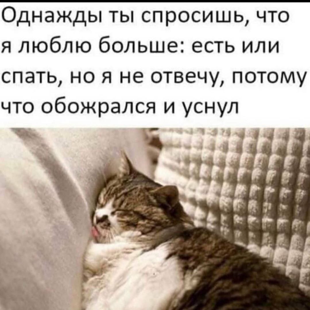 One day - Picture with text, The photo, cat, Dream