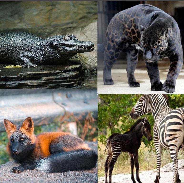 Melanism is a pigmentation disorder leading to darkening of color. - Animals, Nature, wildlife, Informative