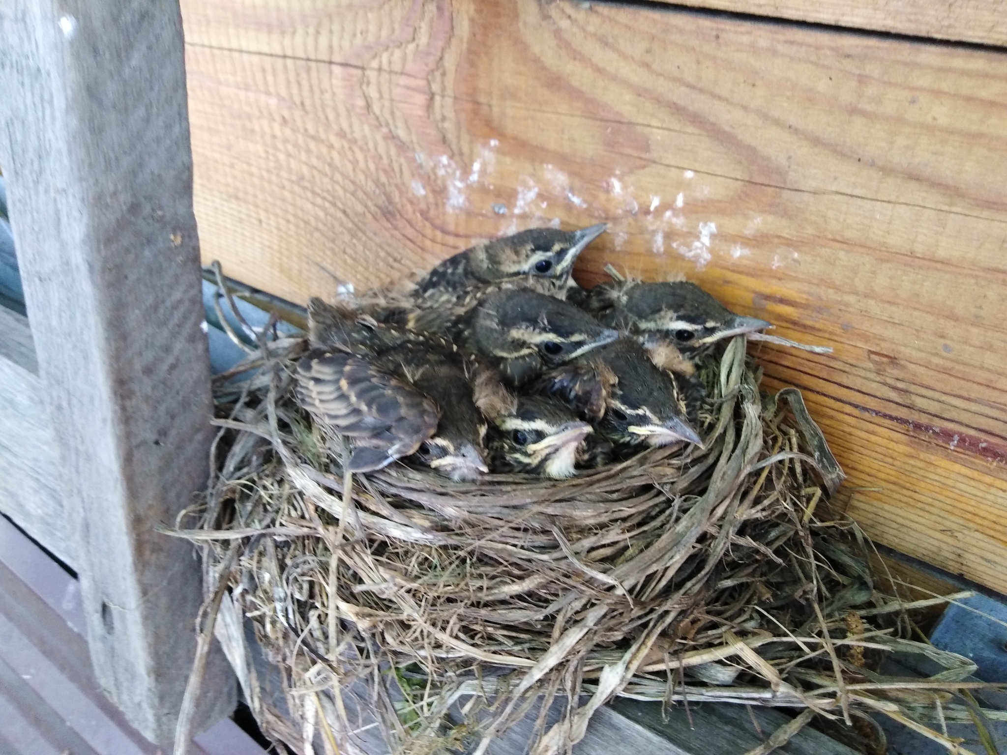 Blackbirds - My, Thrush, Chick, Longpost, Eggs, Nest