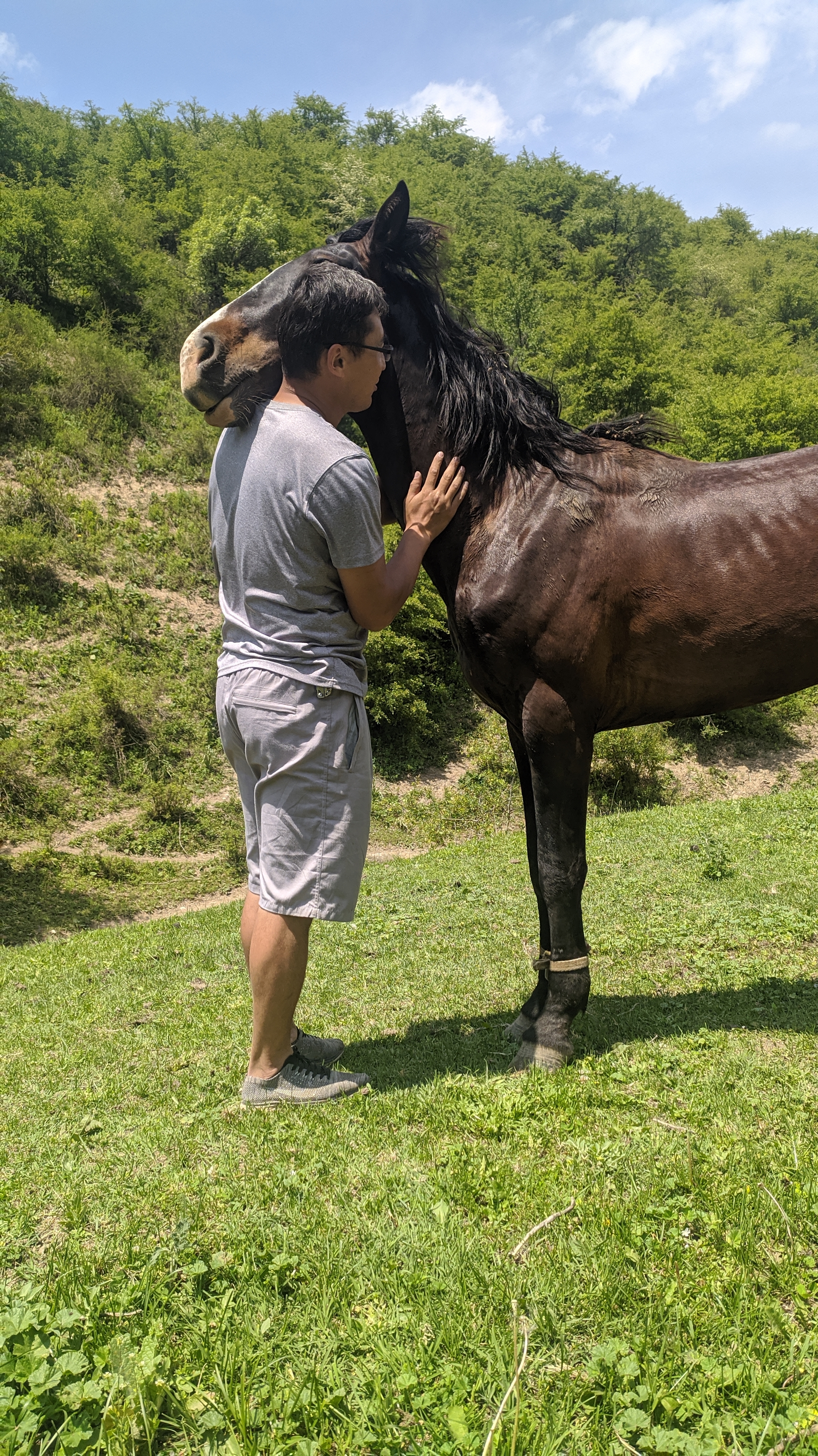 About horses - My, Horses, Milota, Foal, Nature, Longpost