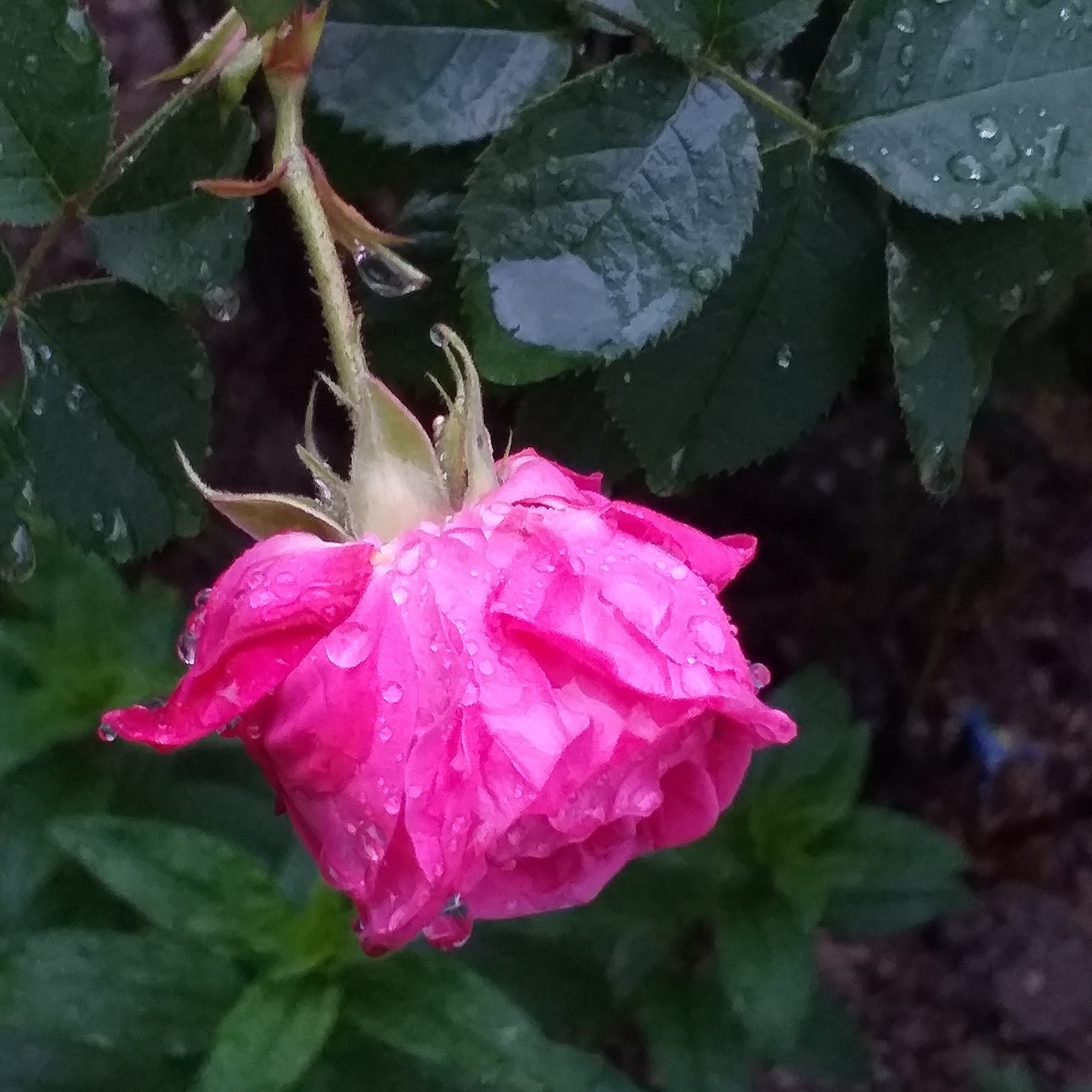 Morning. Rose. Rain - My, Rain, Morning, the Rose, Longpost