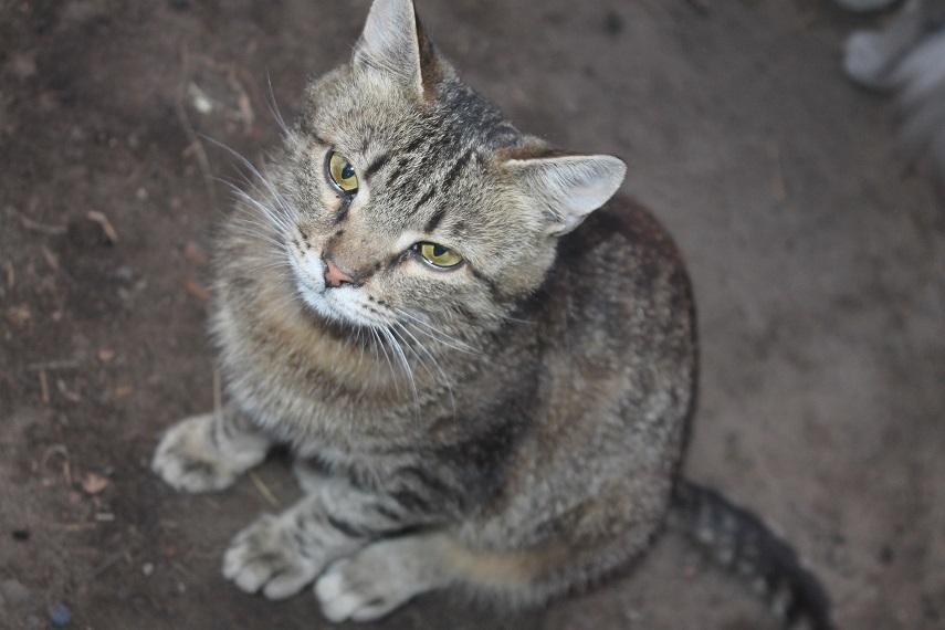 Life at the Kotoland home shelter 233 - My, cat, Shelter, Lipetsk, Shelter Cotoland, Kindness, Help, In good hands, Longpost