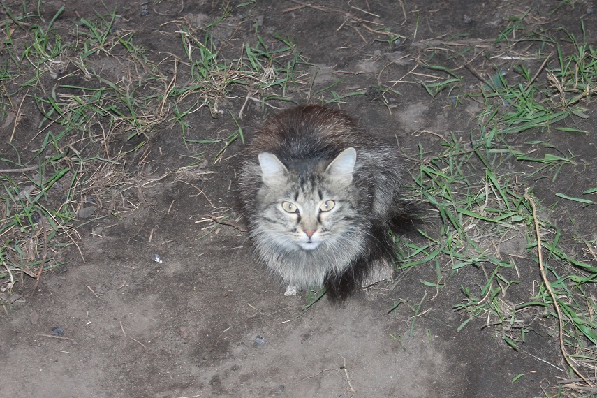 Life at the Kotoland home shelter 233 - My, cat, Shelter, Lipetsk, Shelter Cotoland, Kindness, Help, In good hands, Longpost