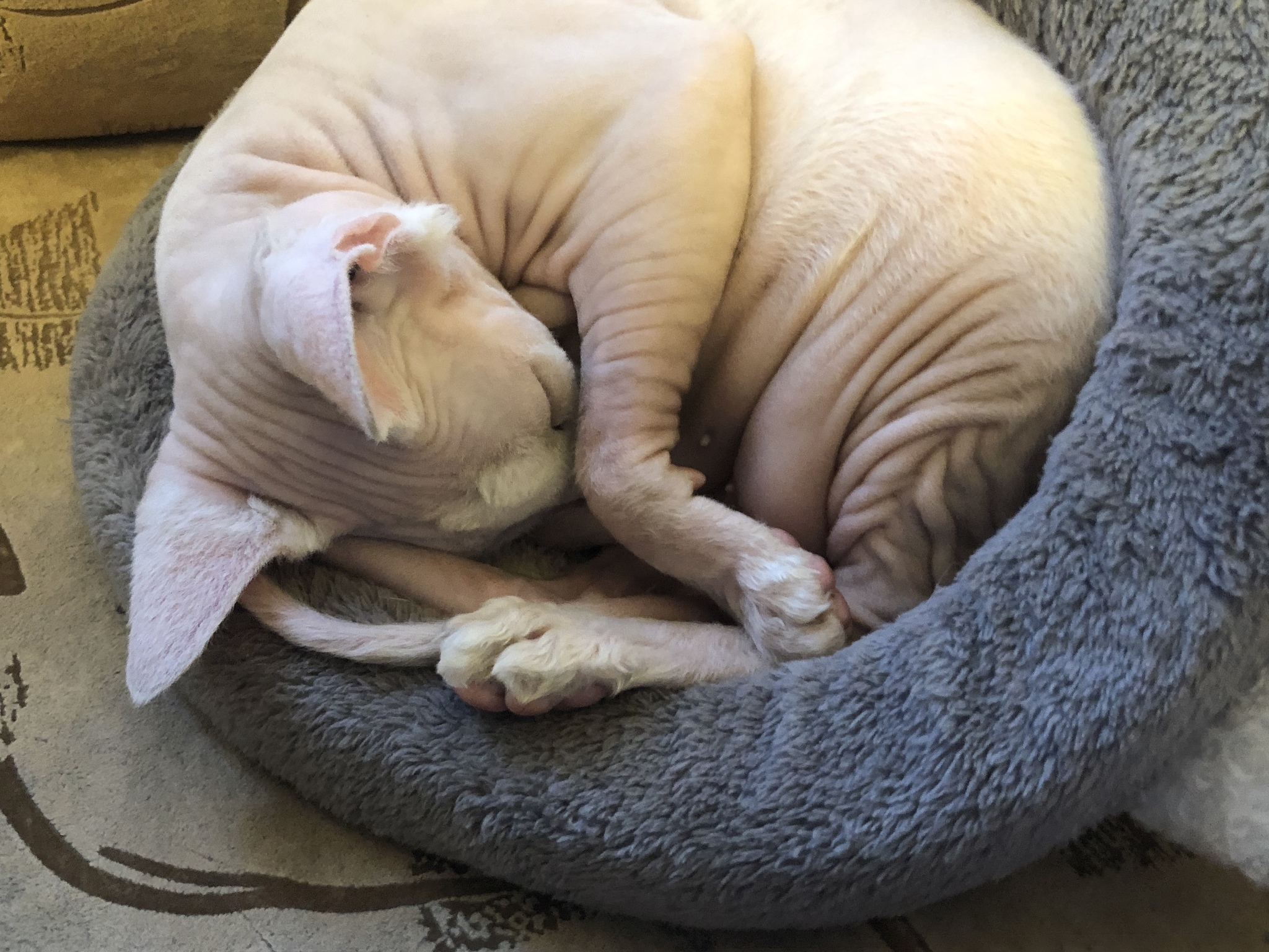 Here's just a little cute sleeping cat - sphinx in a ribbon - My, cat, Milota, Sphinx, Animals, Dream