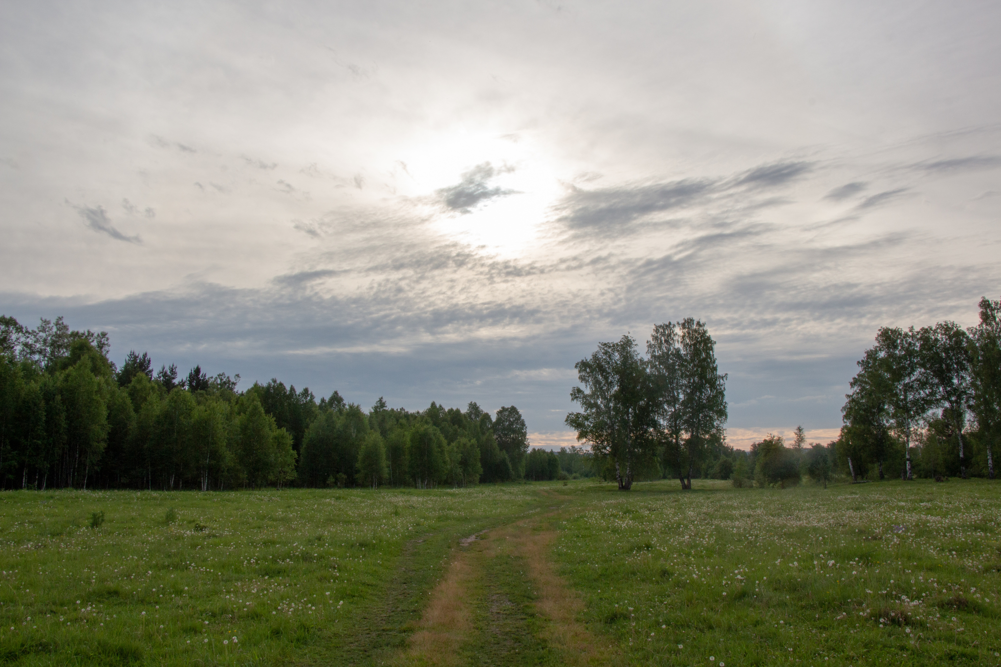 Таксеныш на прогулке - Моё, Фотография, Прогулка, Осинники, Природа, Длиннопост