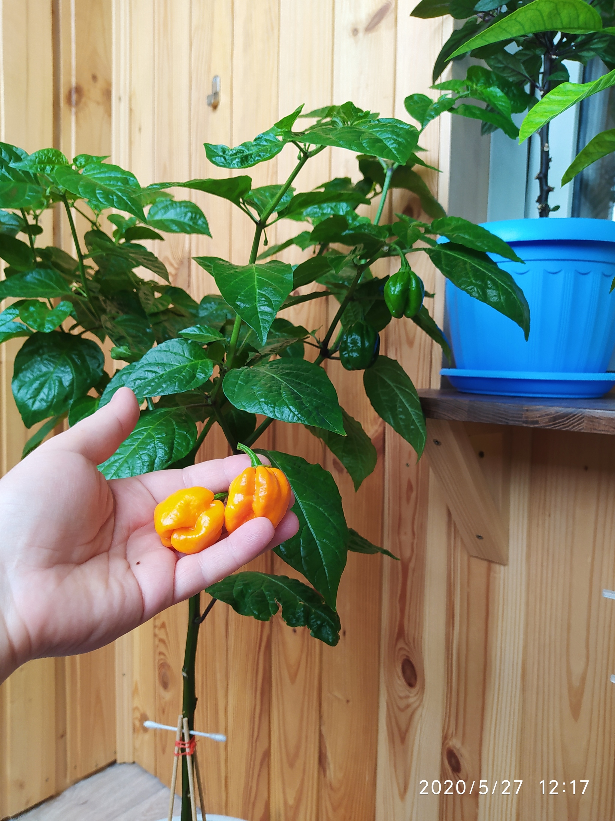 Sriracha assorted, harvesting, preparing for cooking (part 1) - My, Vegetable garden on the windowsill, Hot peppers, Hobby, Pepper farming, Cooking, Spicy sauce, Longpost