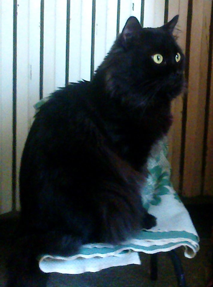 Kherson. SOS!!! Please help me find!!! The cat is missing!!! - My, Lost cat, Black cat, Kherson, Mark, cat, Lost, No rating