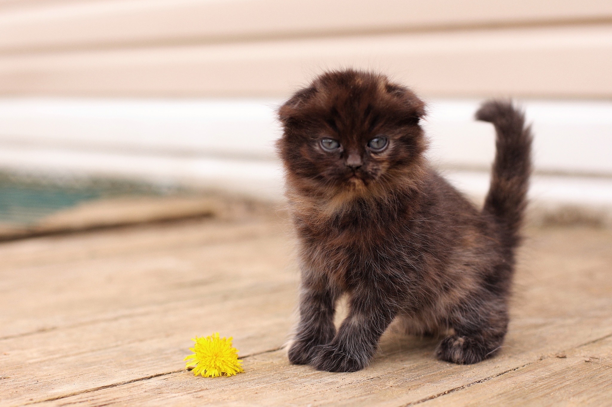 Fold kitten in good hands - My, cat, Kittens, Moscow, Moscow region, In good hands, No rating, Longpost