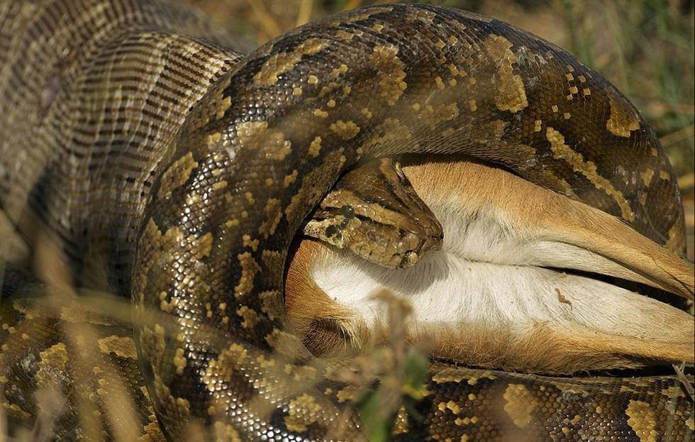 Eating is not a problem - My, Snake, Care and maintenance, Abomination, Is eating, Death, Defecation, wildlife, Python, Video, Longpost