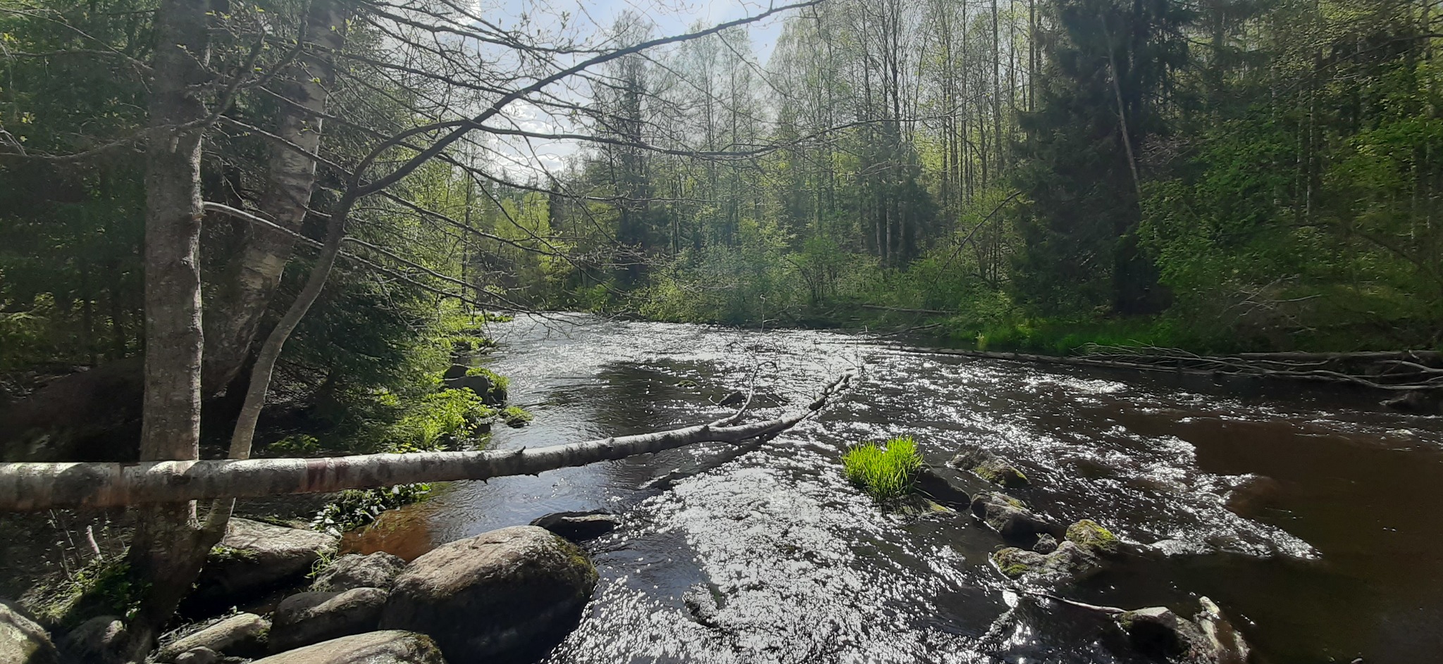 The beauty of the Leningrad region - My, Leningrad region, Staraya Ladoga, The Gulf of Finland, Lindulovskaya grove, Vacation, Longpost