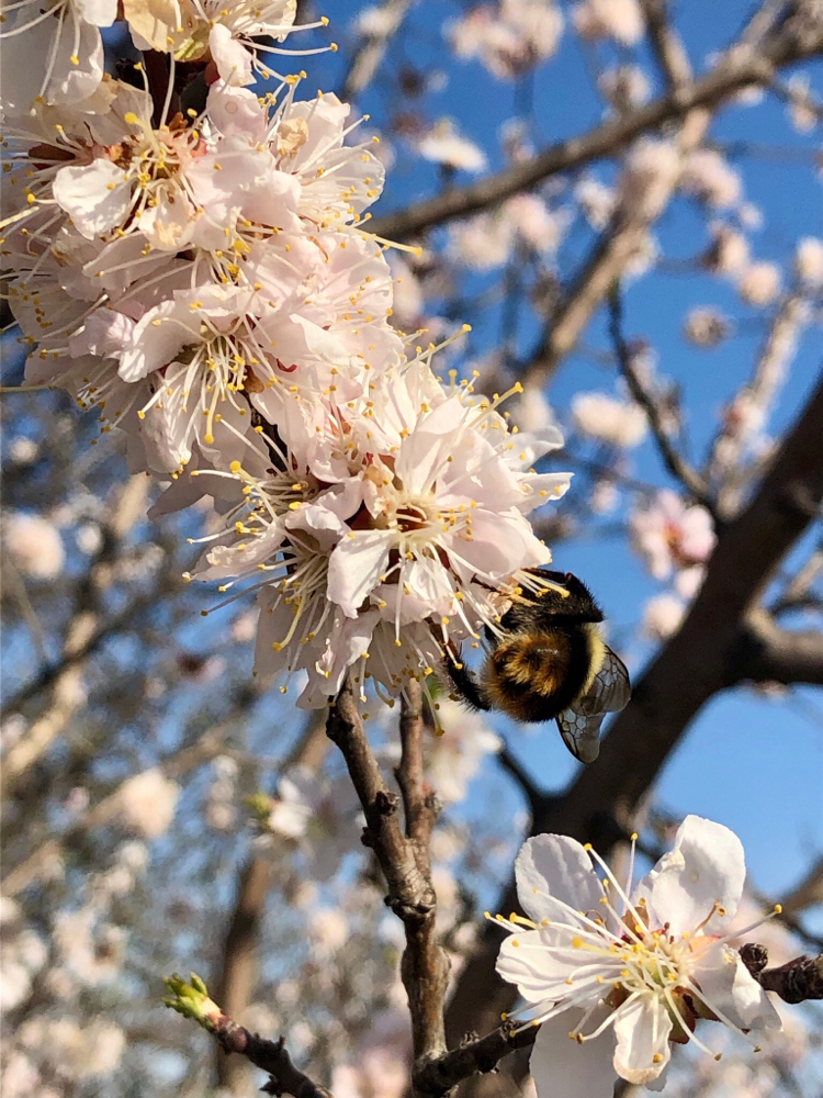 Furry bumblebee - My, Bumblebee, Nature, The photo, Insects, Flowers, beauty of nature, Spring, Longpost