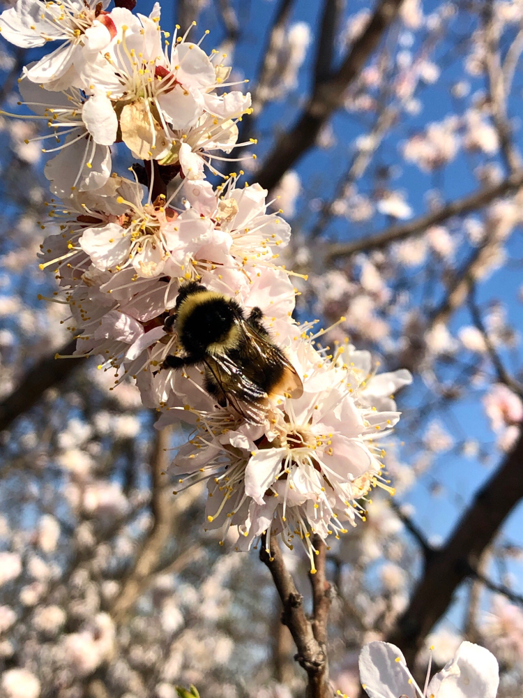 Furry bumblebee - My, Bumblebee, Nature, The photo, Insects, Flowers, beauty of nature, Spring, Longpost