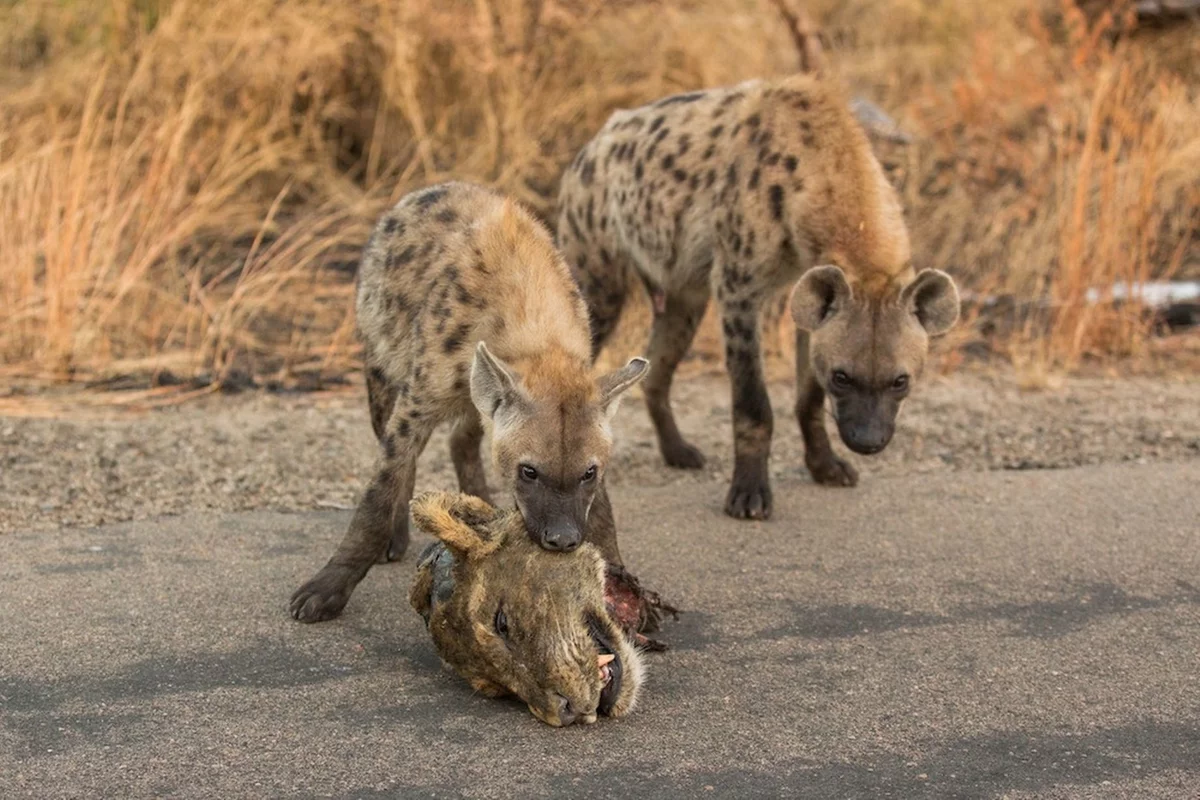 Disney spotted hyena images - The lion king, Hyena, Spotted Hyena, Walt disney company, Informative, Video, Longpost, Animals