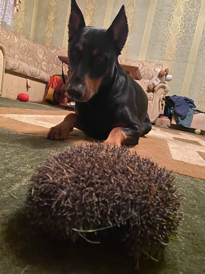 Dog and hedgehog - My, Doberman, Nature, Family, Animals, Dog, Hedgehog