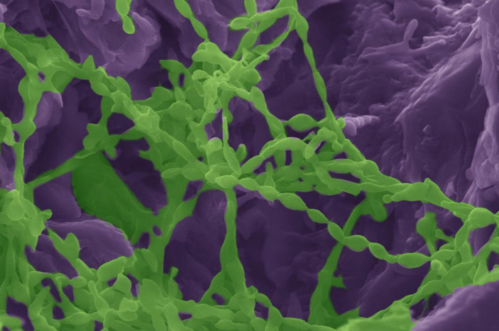 Cyanobacterium Chroococcidiopsis can extract water directly from minerals - The science, cyanobacteria, Microbes, Copy-paste, Elementy ru, Minerals, Longpost