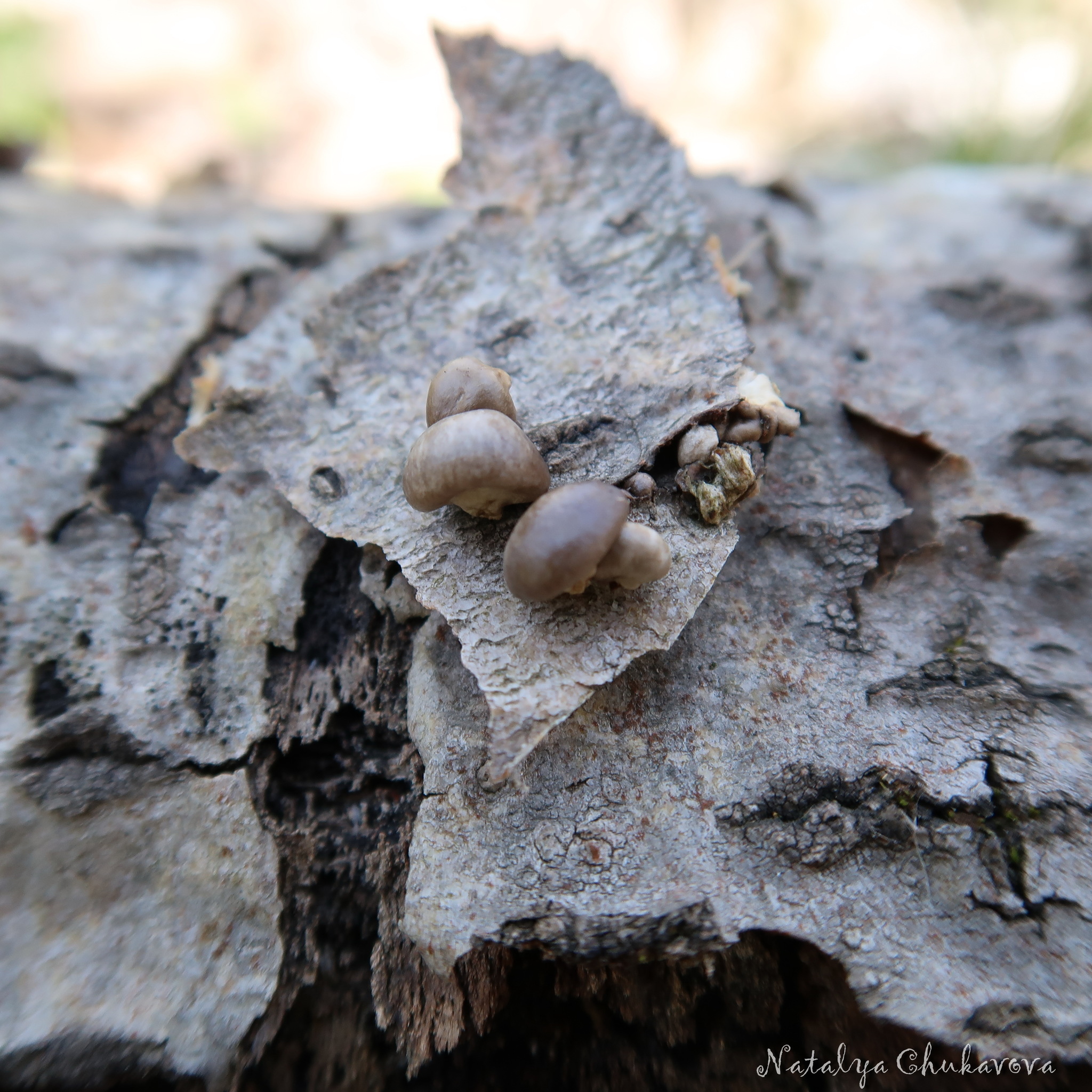 Spring mushrooms near St. Petersburg - My, Mushrooms, Mushroom pickers, Mushroom season, Morels, Morel hat, Oyster mushroom, Longpost