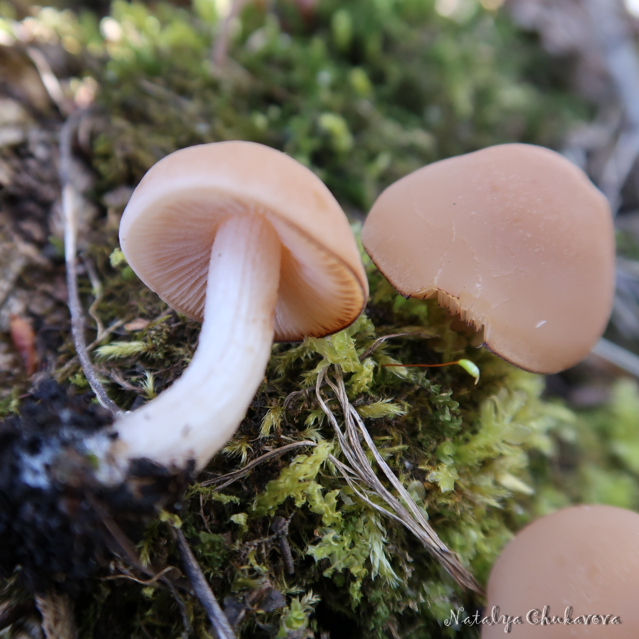 Spring mushrooms near St. Petersburg - My, Mushrooms, Mushroom pickers, Mushroom season, Morels, Morel hat, Oyster mushroom, Longpost