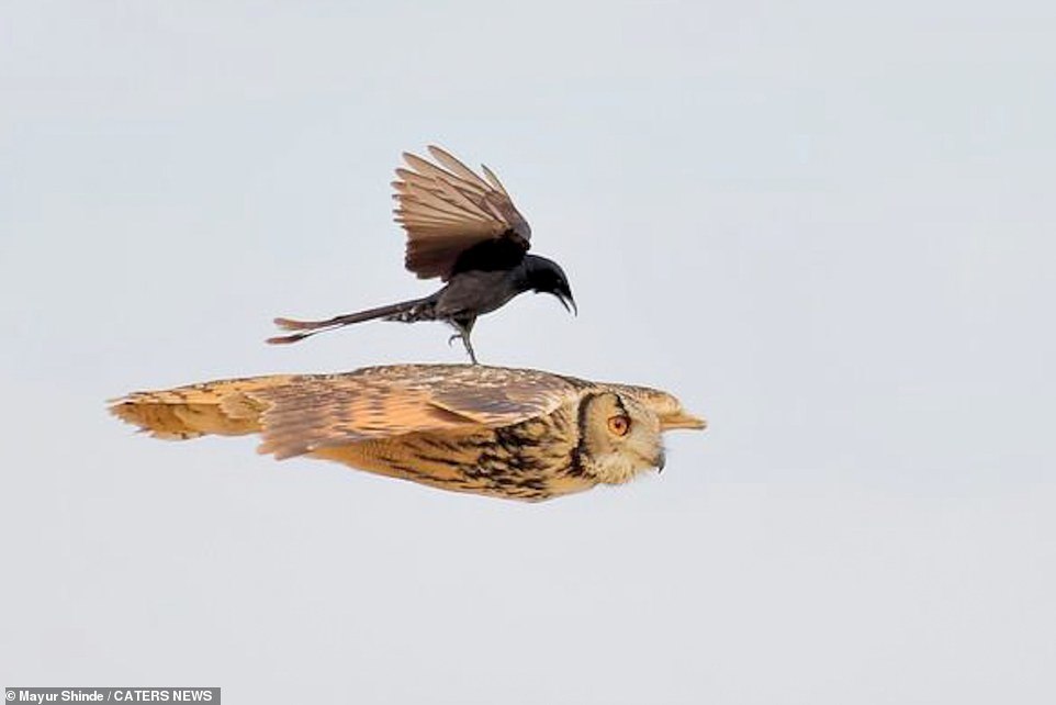 Drongo bird landed on an owl for a ride - Owl, Birds