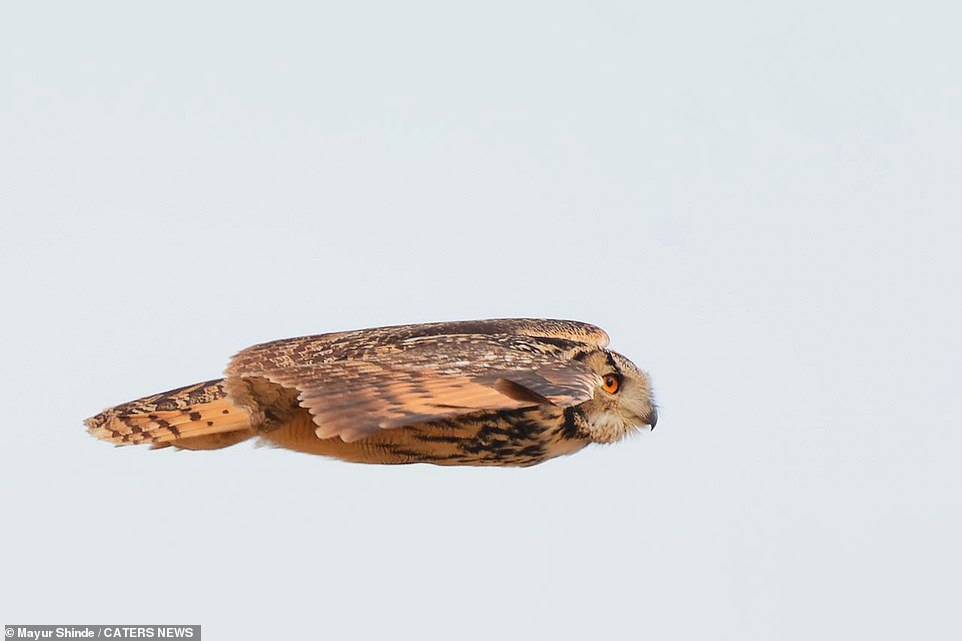 Drongo bird landed on an owl for a ride - Owl, Birds