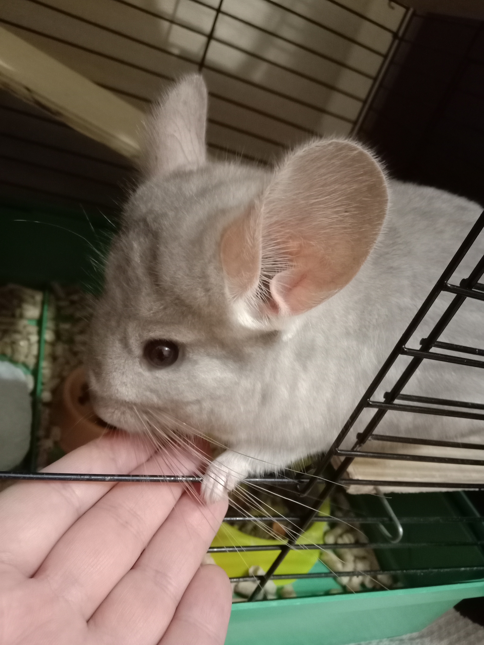 My chinchilla is a little furry monster - My, Chinchilla, Pets, Pet, Nature, Milota, Video, Longpost