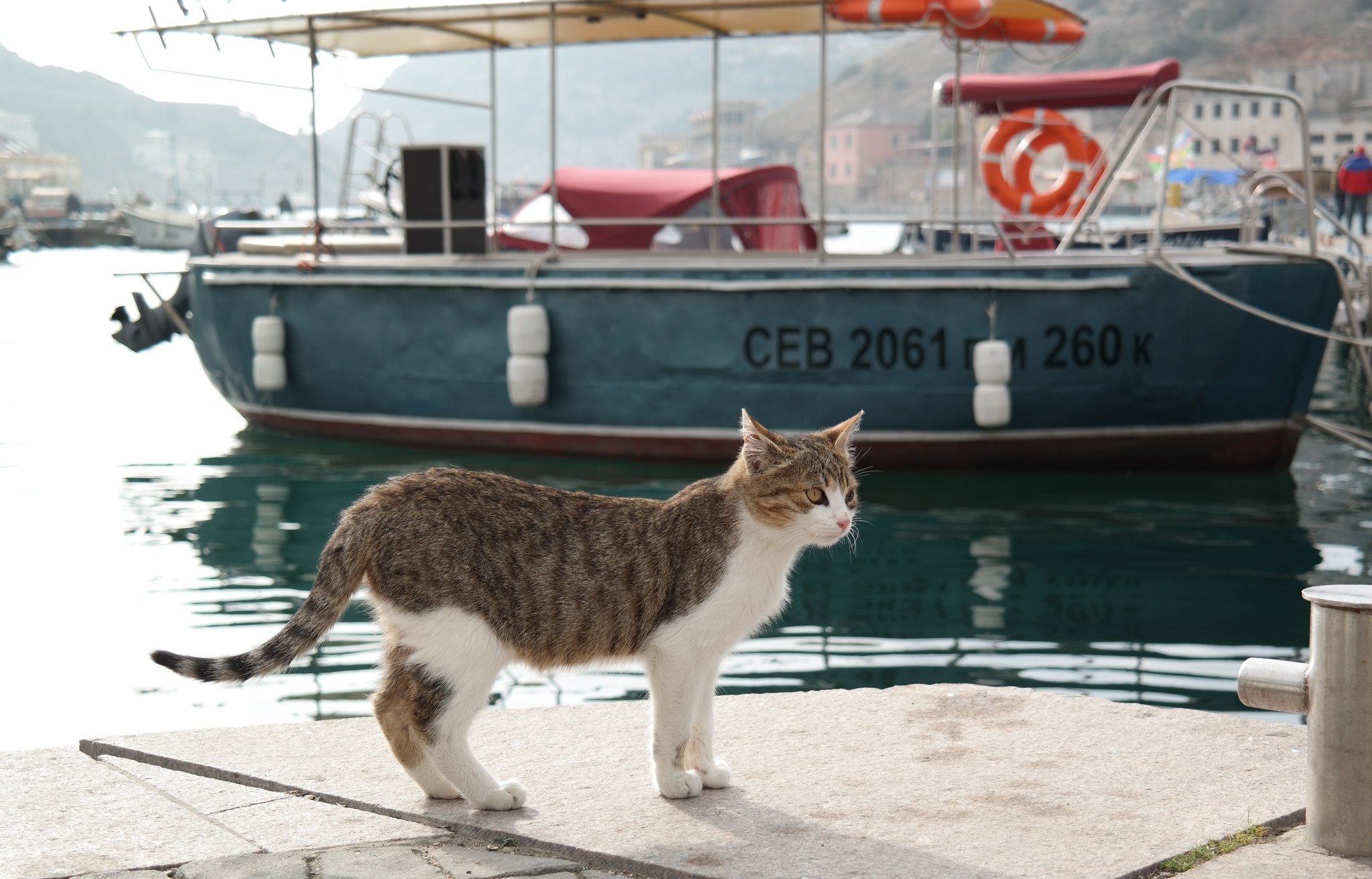 Котики и море - Моё, Кот, Черное море, Коктебель, Длиннопост