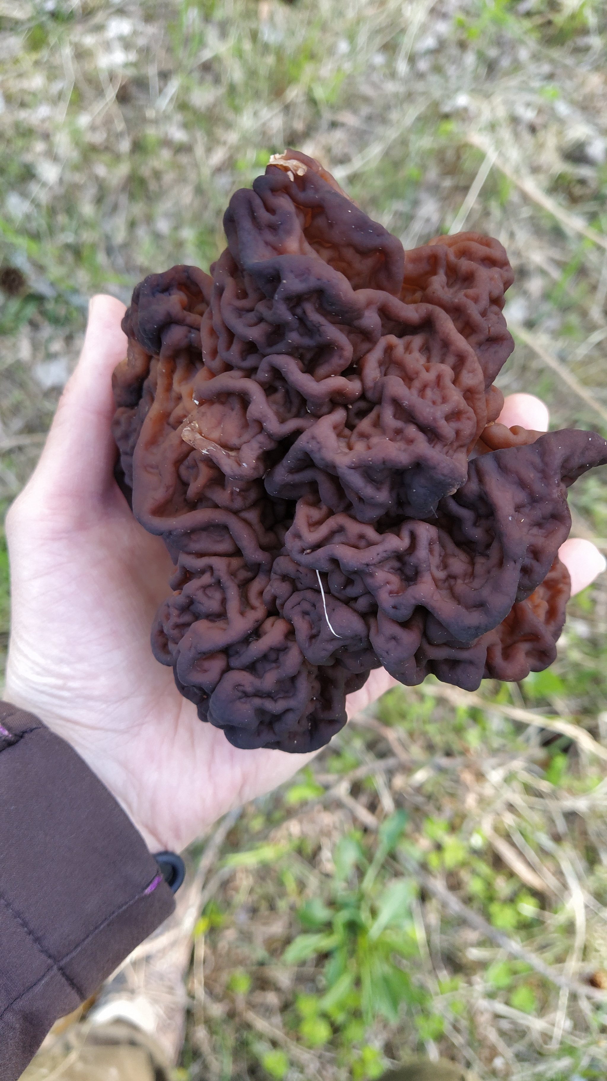 Near St. Petersburg the blackbirds have matured. And the mushrooms went - My, Leningrad region, Mushrooms, Birds, Thrush, Nest, Recipe, Longpost